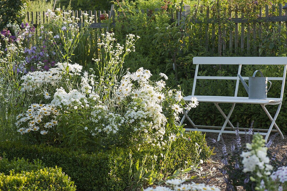 White bed with Chrysanthemum maximum (summer daisies), phlox