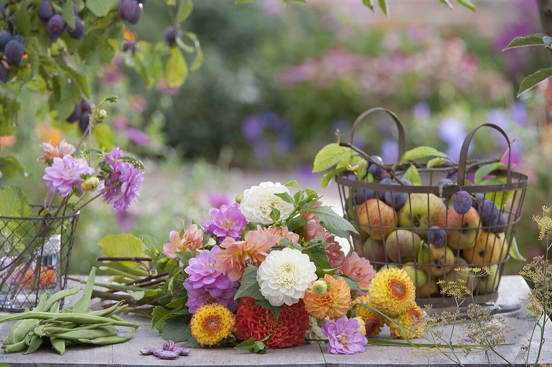 Freshly cut, colorful mixture Dahlia from the cottage garden