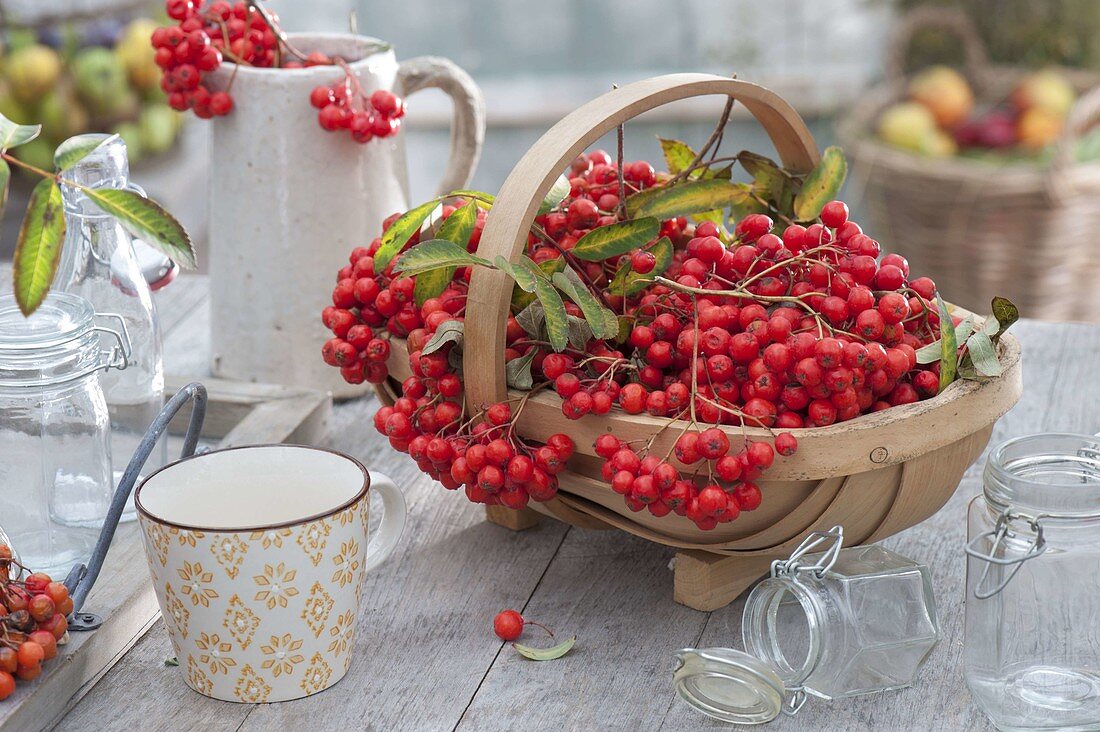 Basket with freshly harvested berries of Sorbus aucuparia 'Edulis'