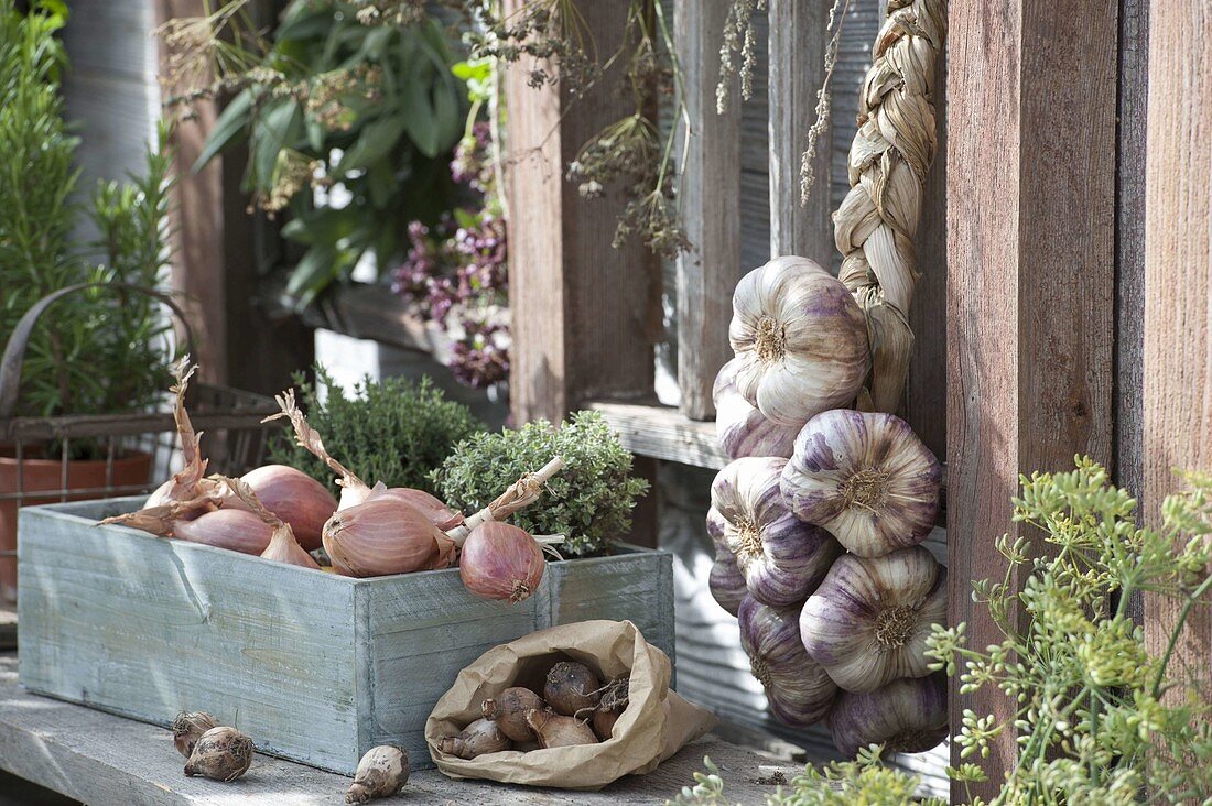 Wooden box with onions (Allium cepa) and thyme (Thymus)