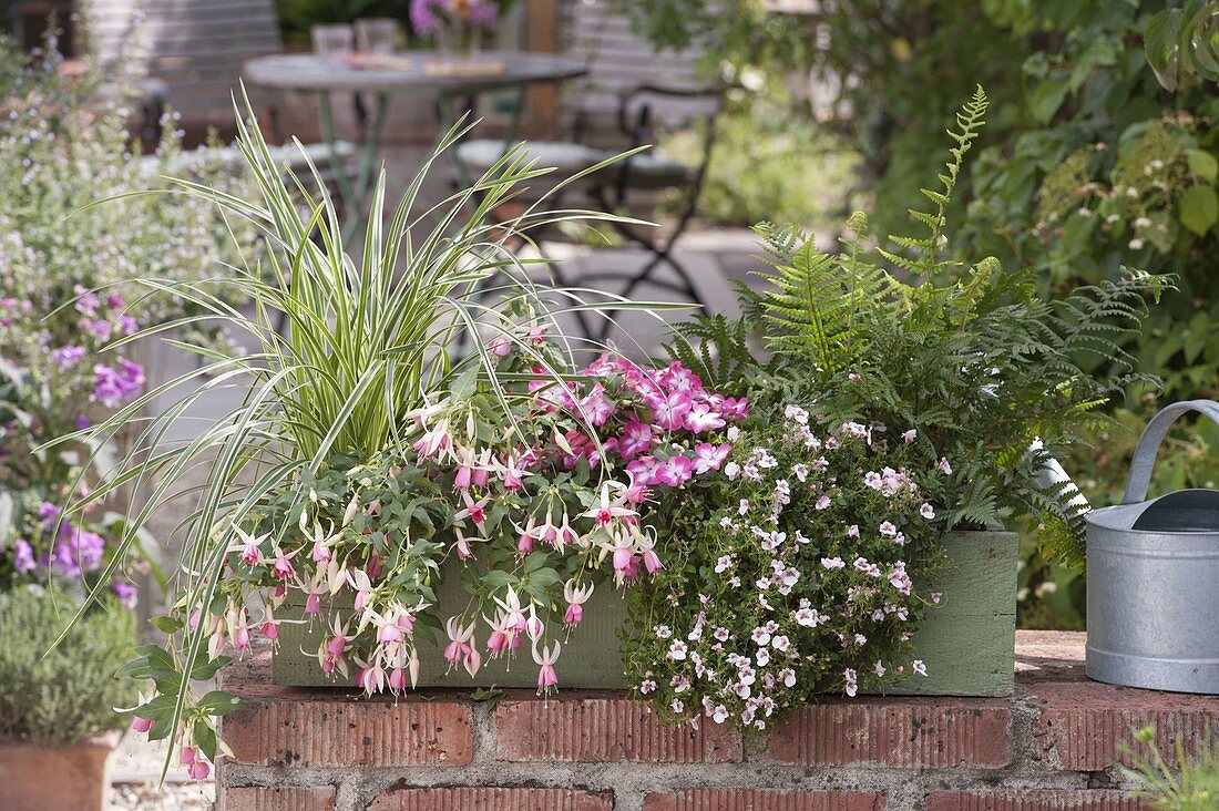 Wooden box with shade plants: Fuchsia (fuchsia), Dryopteris affinis