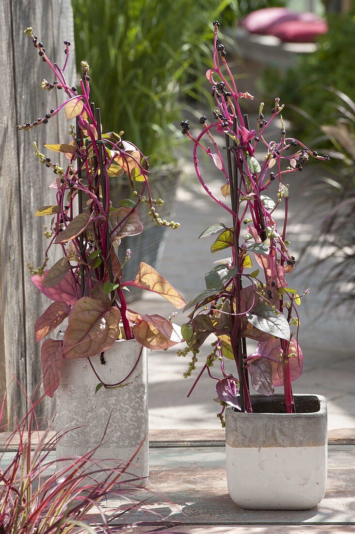 Red Malabar spinach (Basella rubra)