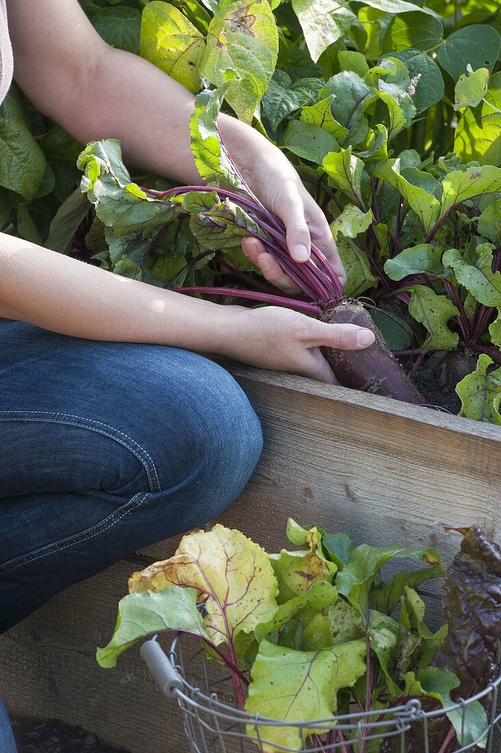 Woman harvesting beetroot in raised bed