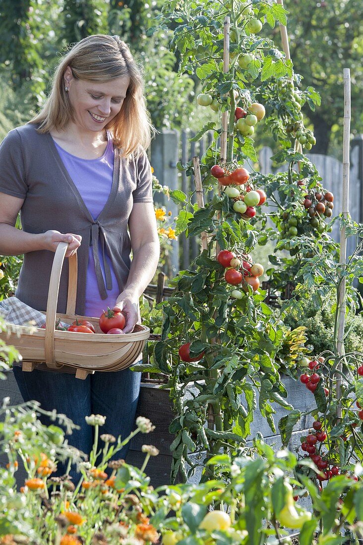 Frau erntet Tomaten (Lycopersicon) im Biogarten