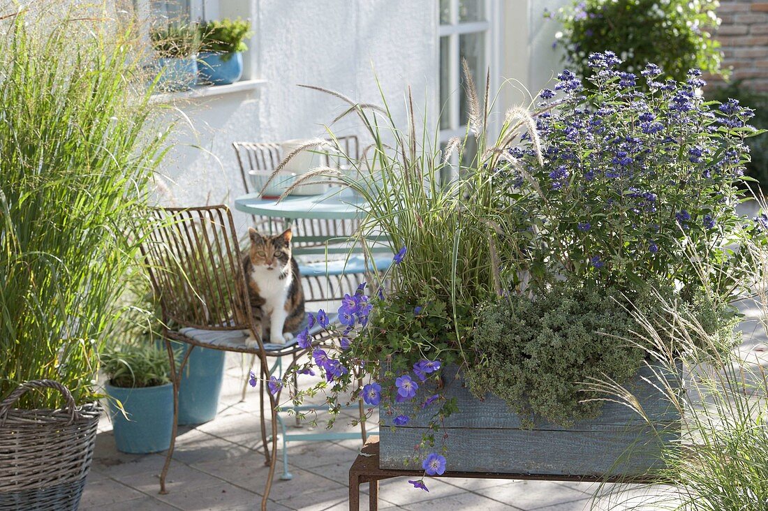 Blue wooden box as privacy screen : Caryopteris 'Blue Cloud' (Bearded flower)