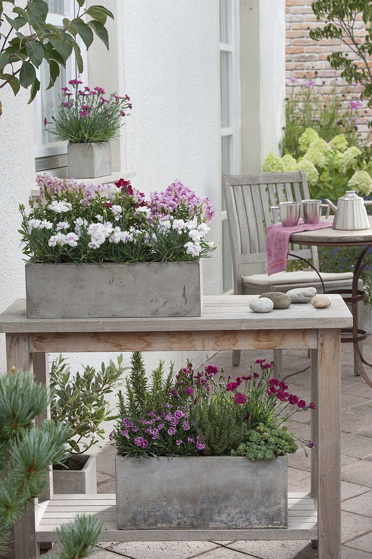 Grey boxes planted with Dianthus (carnations), Antirrhinum (snapdragons)