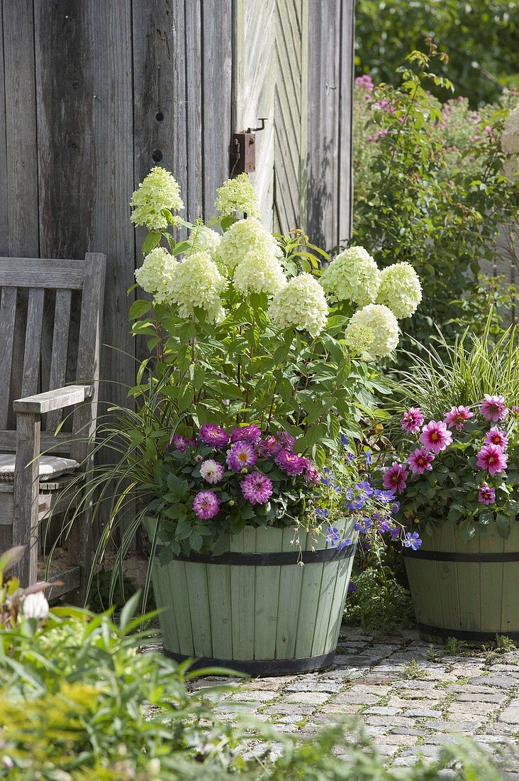 Hydrangea paniculata 'Lime Light' (Shrub Hydrangea) with Dahlia