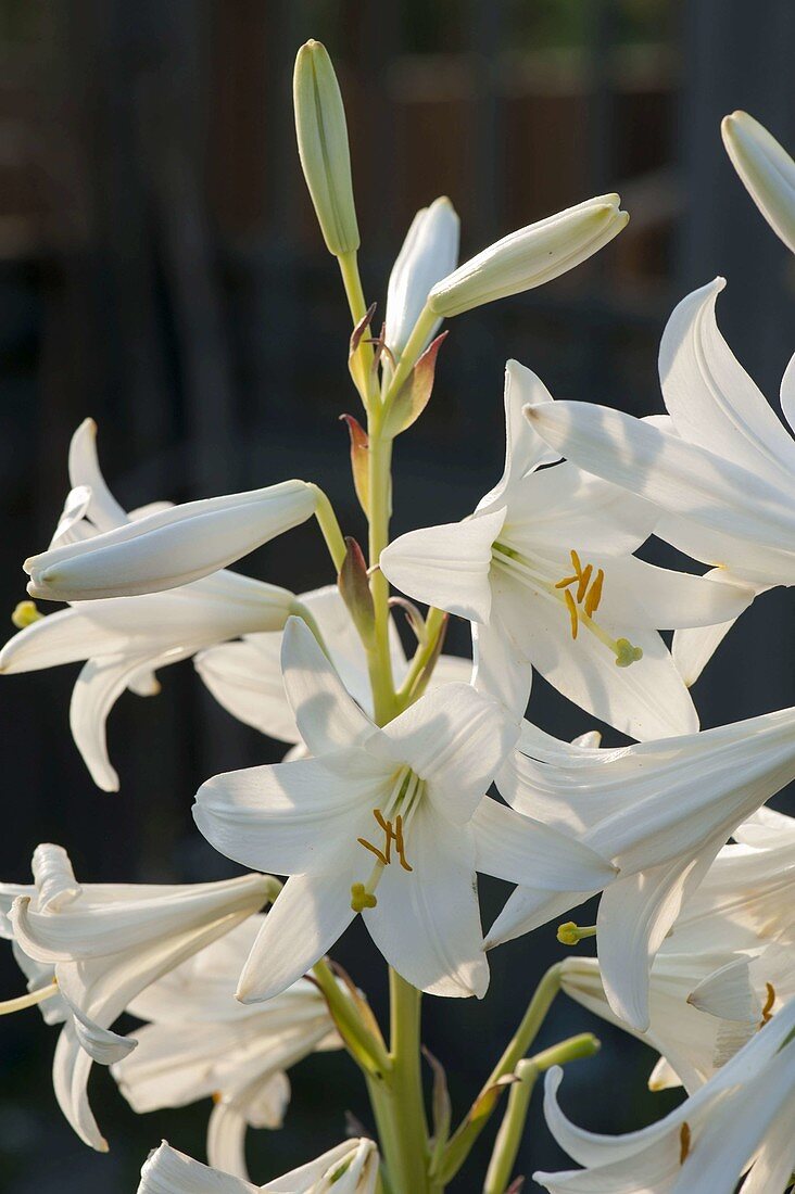 Lilium candidum (Madonna Lily)