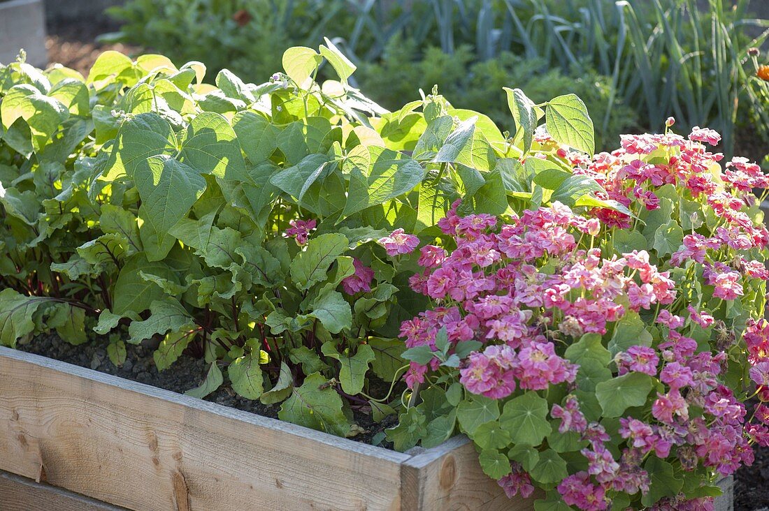 Raised bed made of boards with vegetables