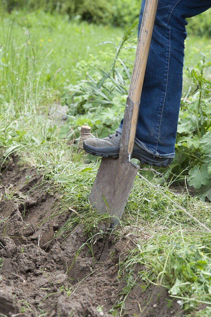 Create prairie bed with annual summer flowers