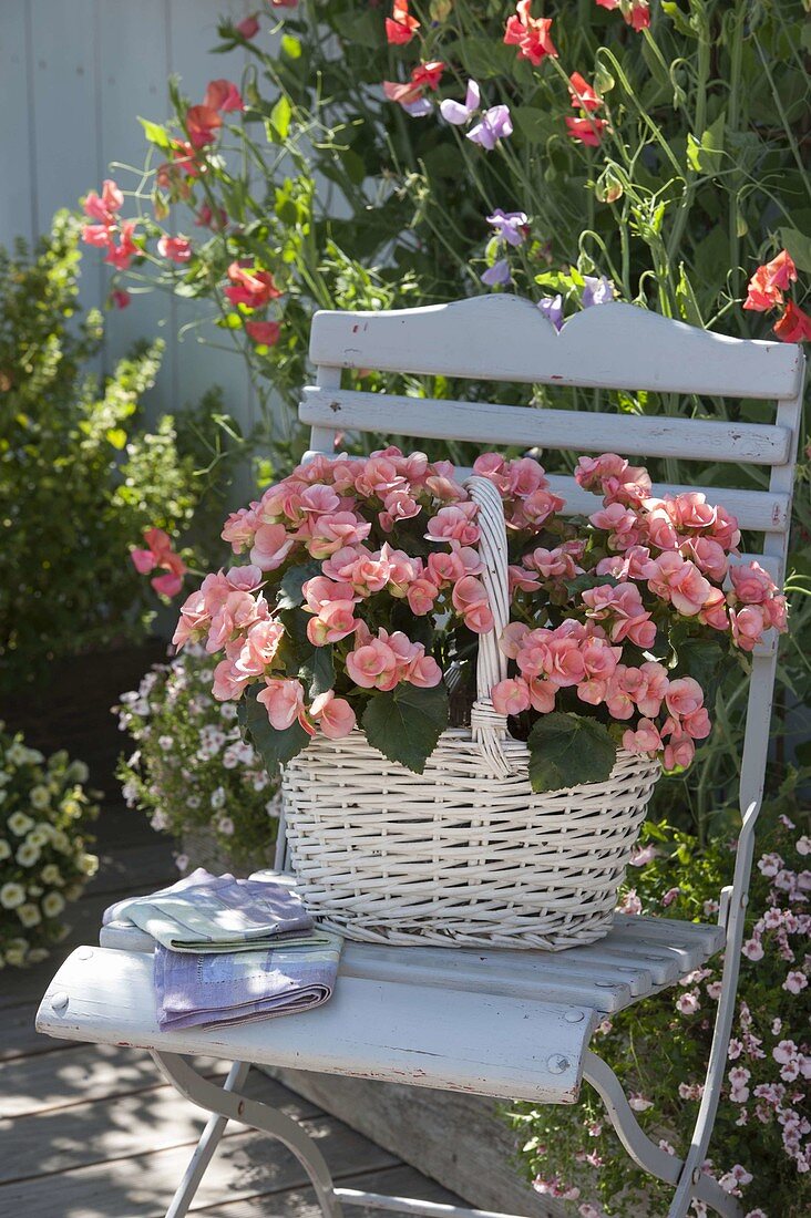 Begonia tuberhybrida (tuberous begonias) in basket on chair