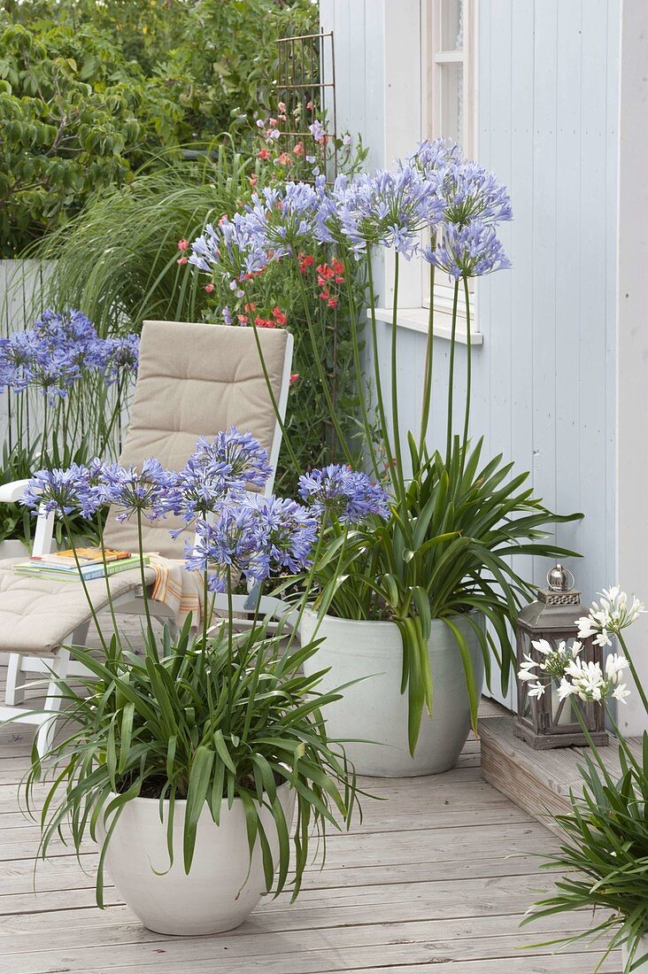 Agapanthus africanus (Afrikanische Schmucklilien) in weissen Kübeln