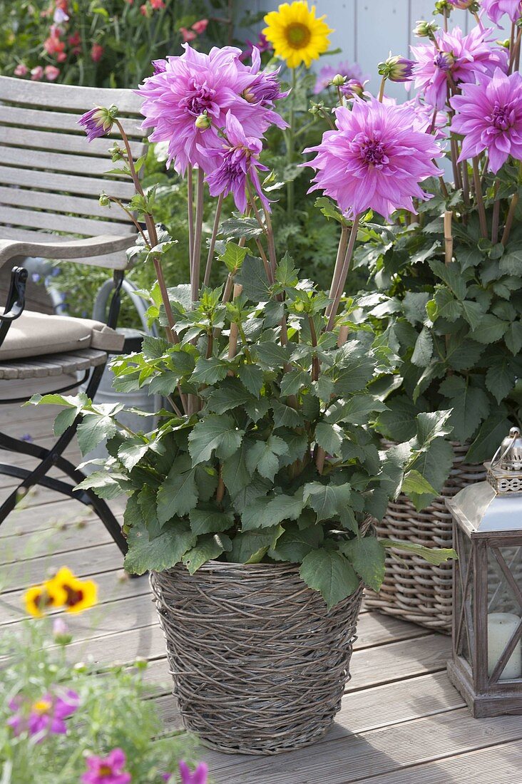 Dahlia 'Lavender Ruffles' (decorative dahlia) in basket