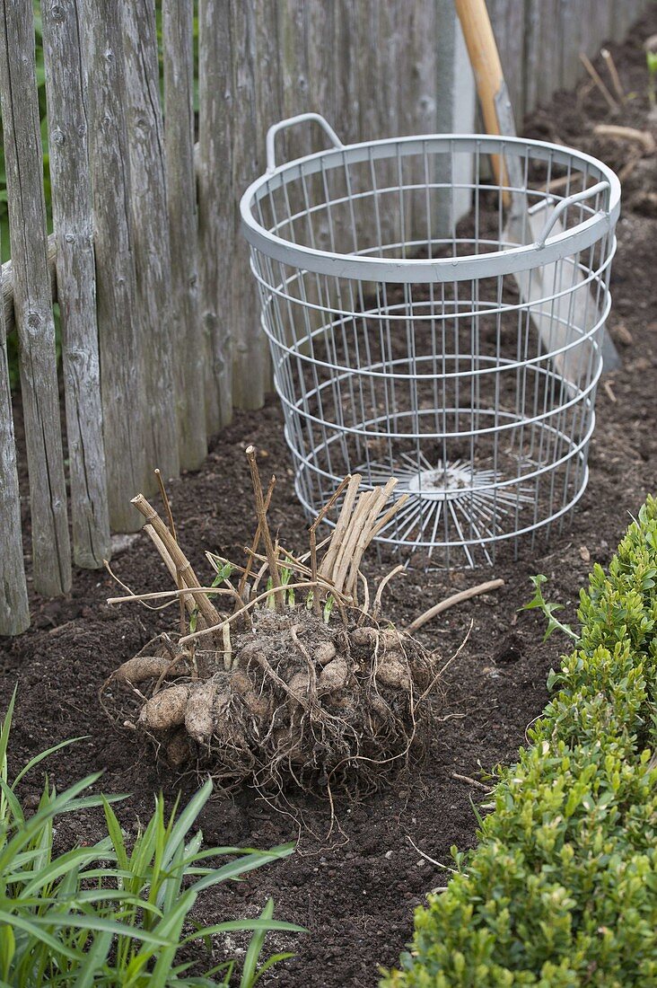 Lay dahlia tubers in a bed with buxus border