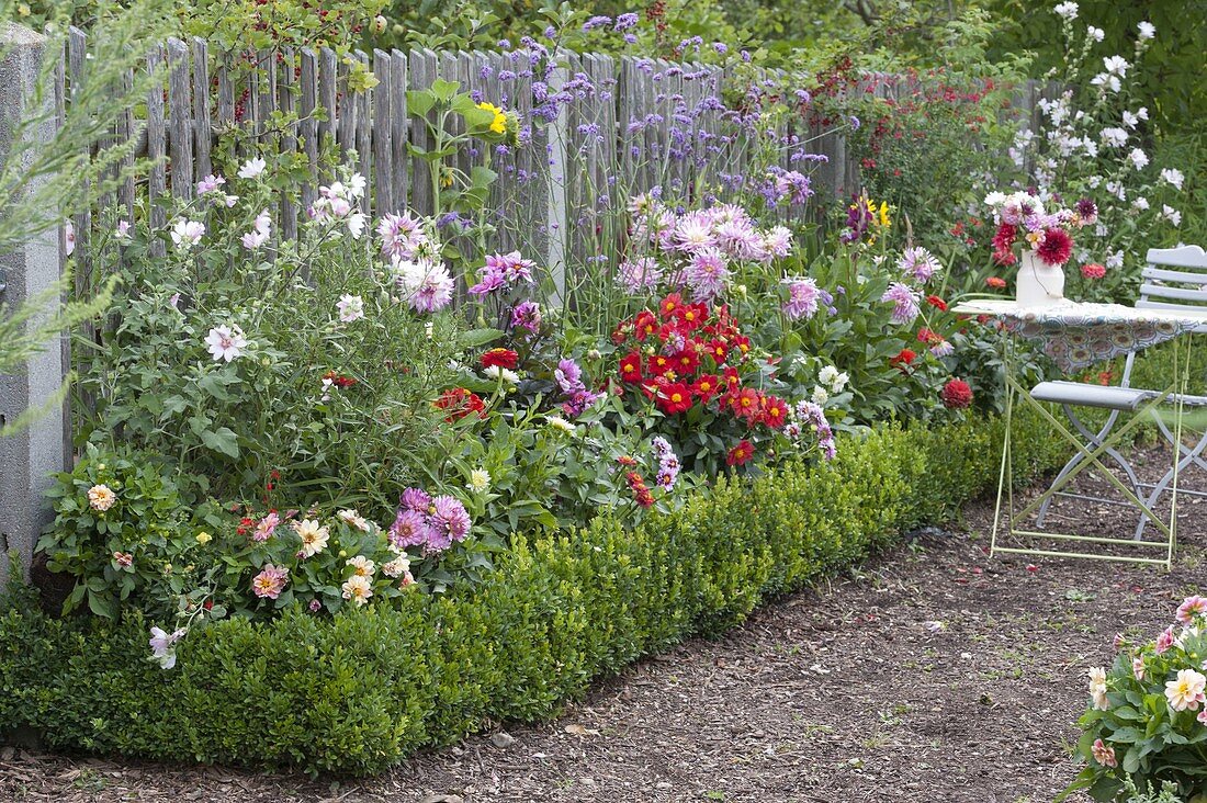Place dahlia tubers in bed with box border