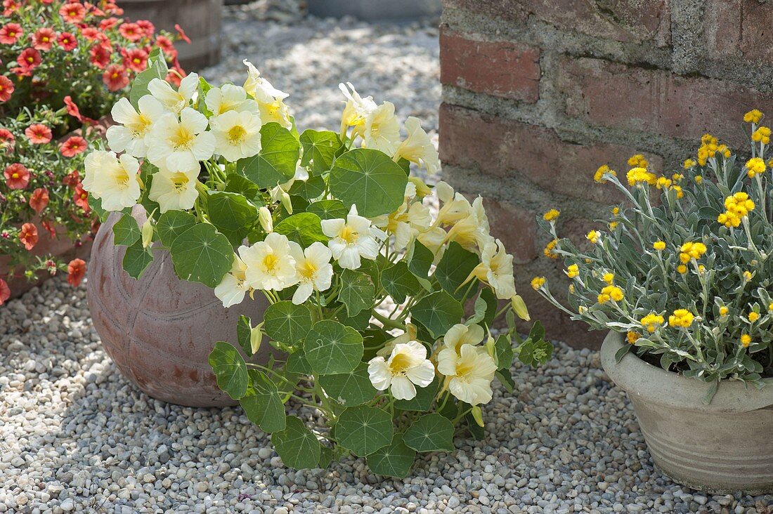 Old ball used as a planter