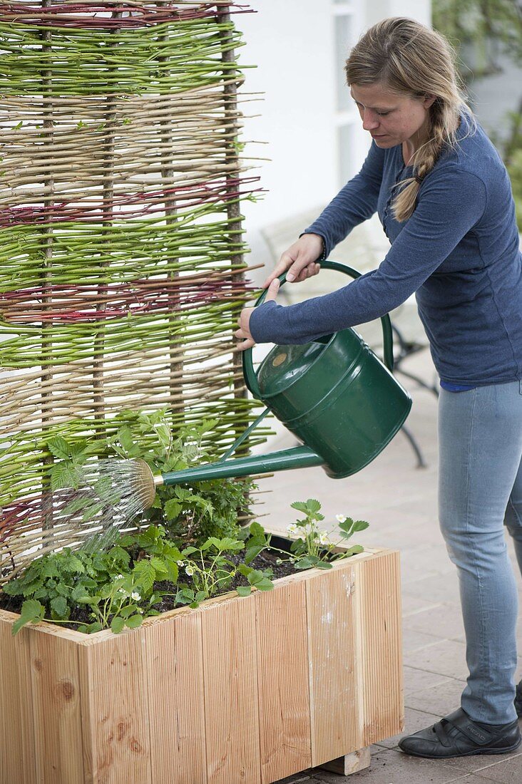 Plant box with blackberry and summer flowers