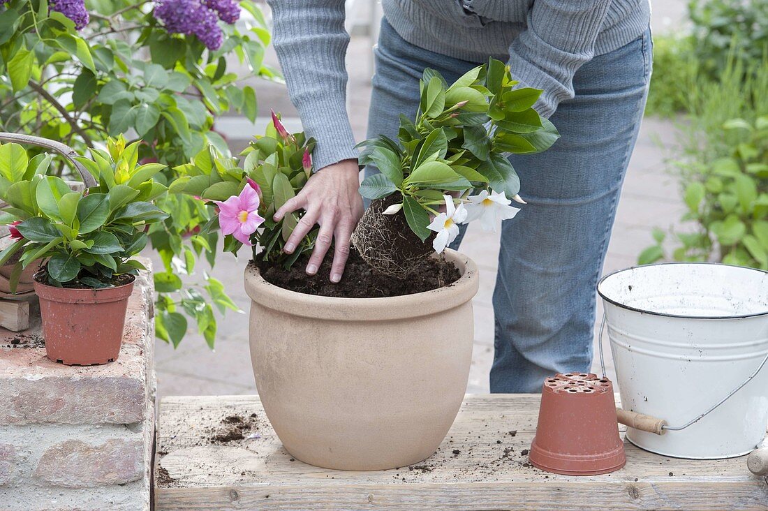 Planting Dipladenia with drainage bag