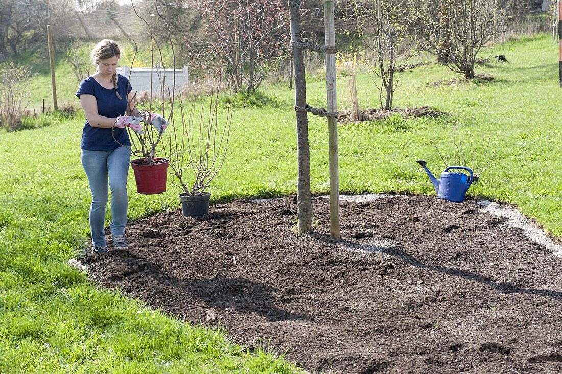 Beet mit Strauch-Hortensien bepflanzen