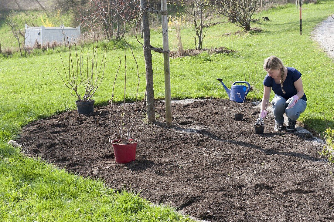 Planting a bed with shrub hydrangeas