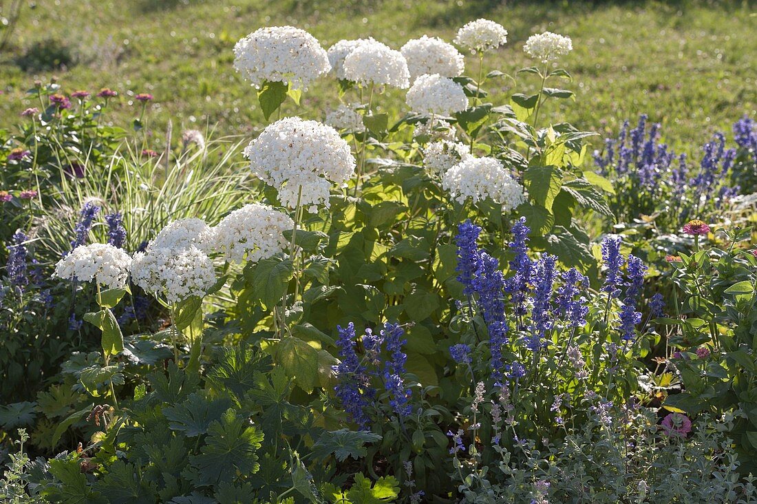 Planting a bed with shrub hydrangeas