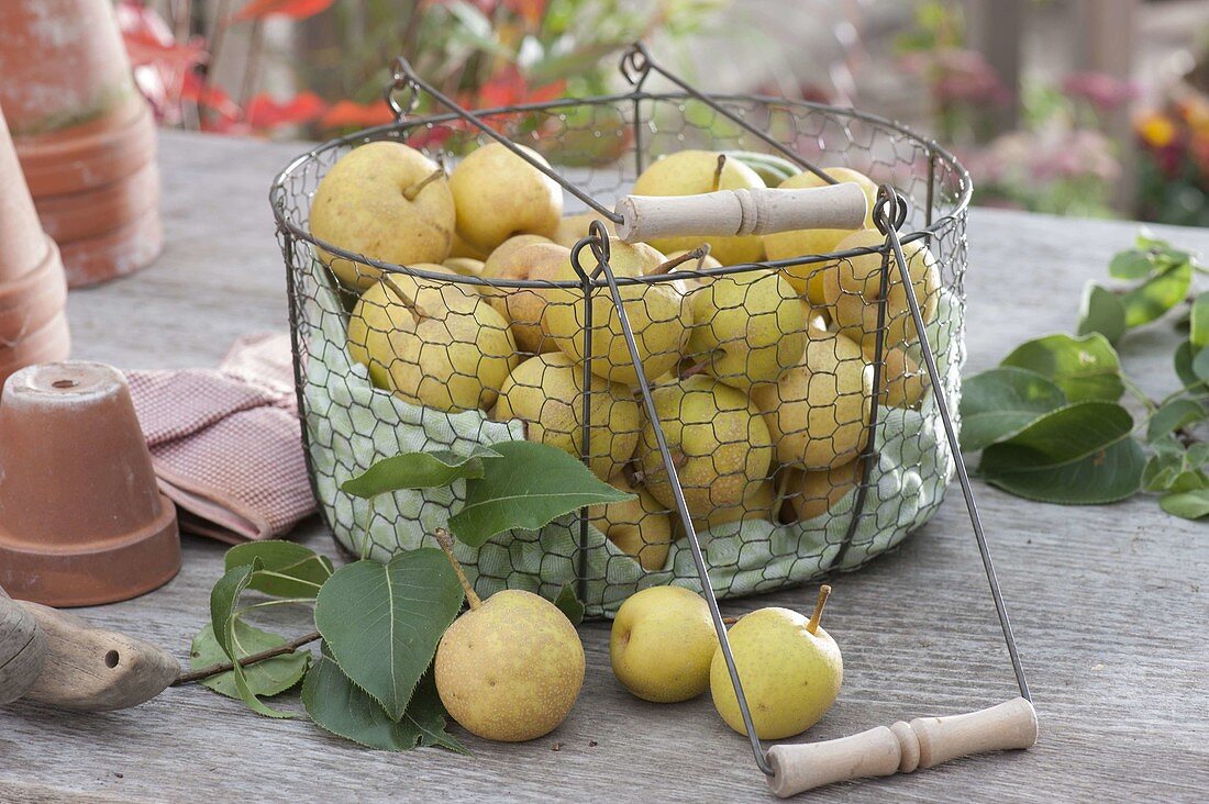 Freshly harvested nashi pears (Pyrus pyrifolia) in wire basket