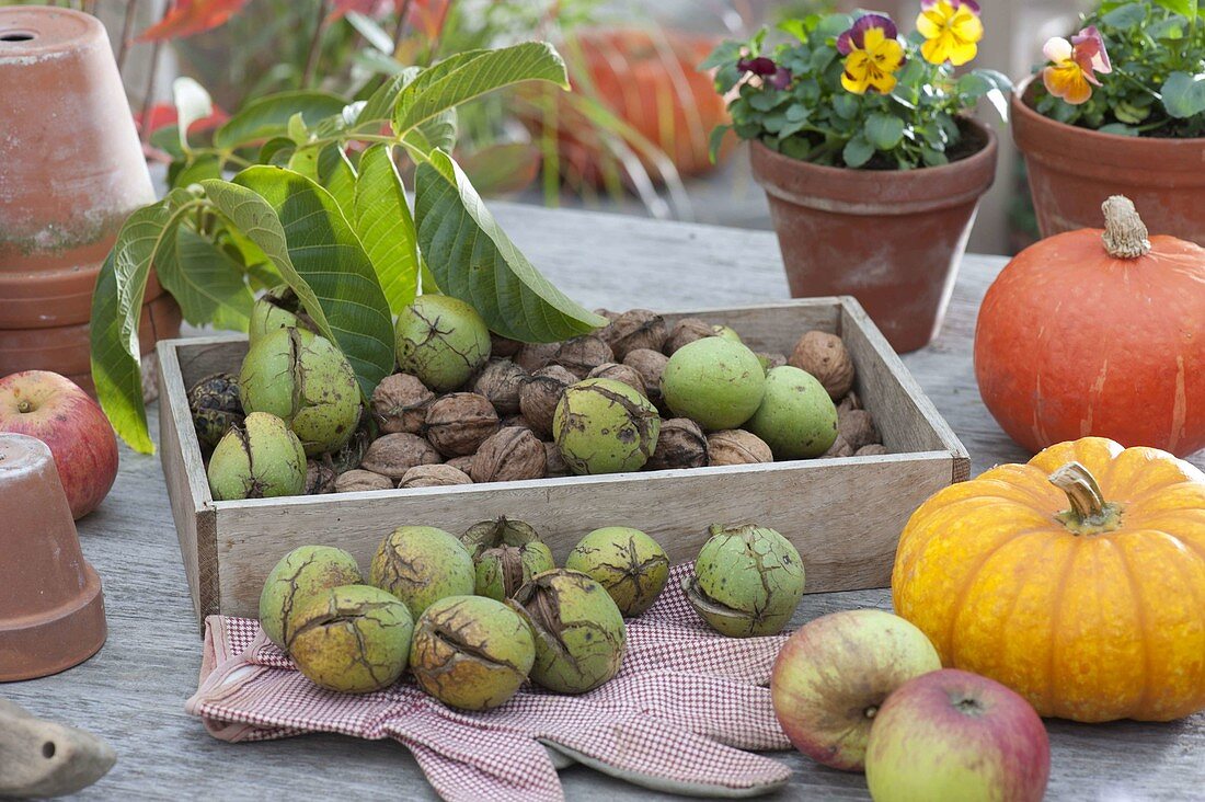 Wooden box with walnuts (Juglans regia) fresh from the tree