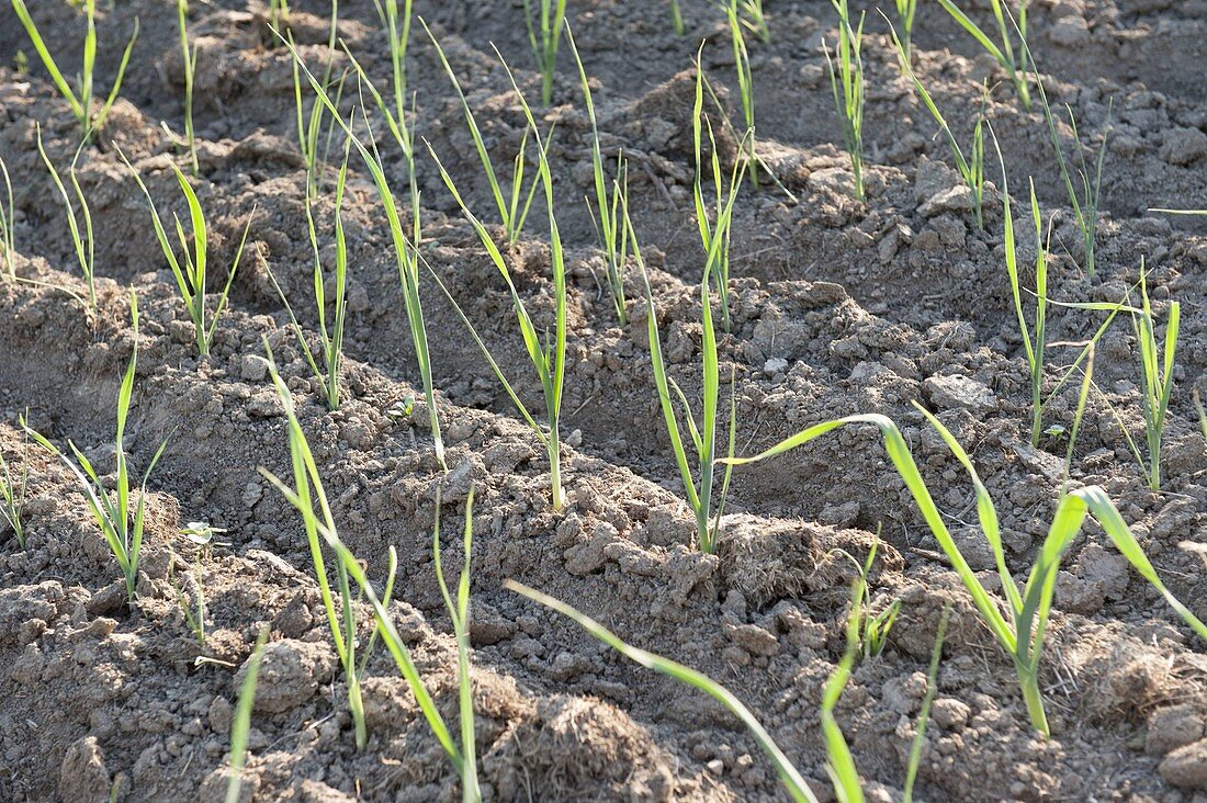 Leek 'King Richard' (Allium porrum)