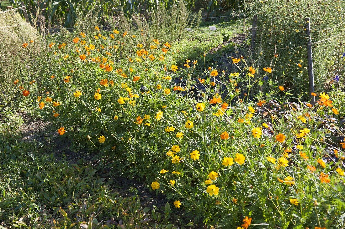 Cosmos sulphureus 'Kenikir', young shoots edible as vegetables