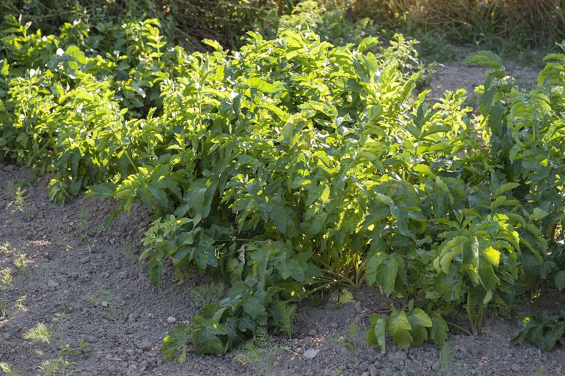 Parsnips 'Cobham Improved Marrow' (Pastinaca sativa)