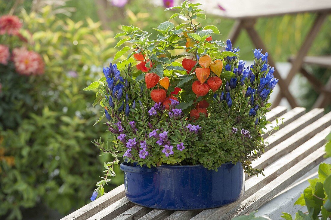 Old enamel pot planted with autumn flowers