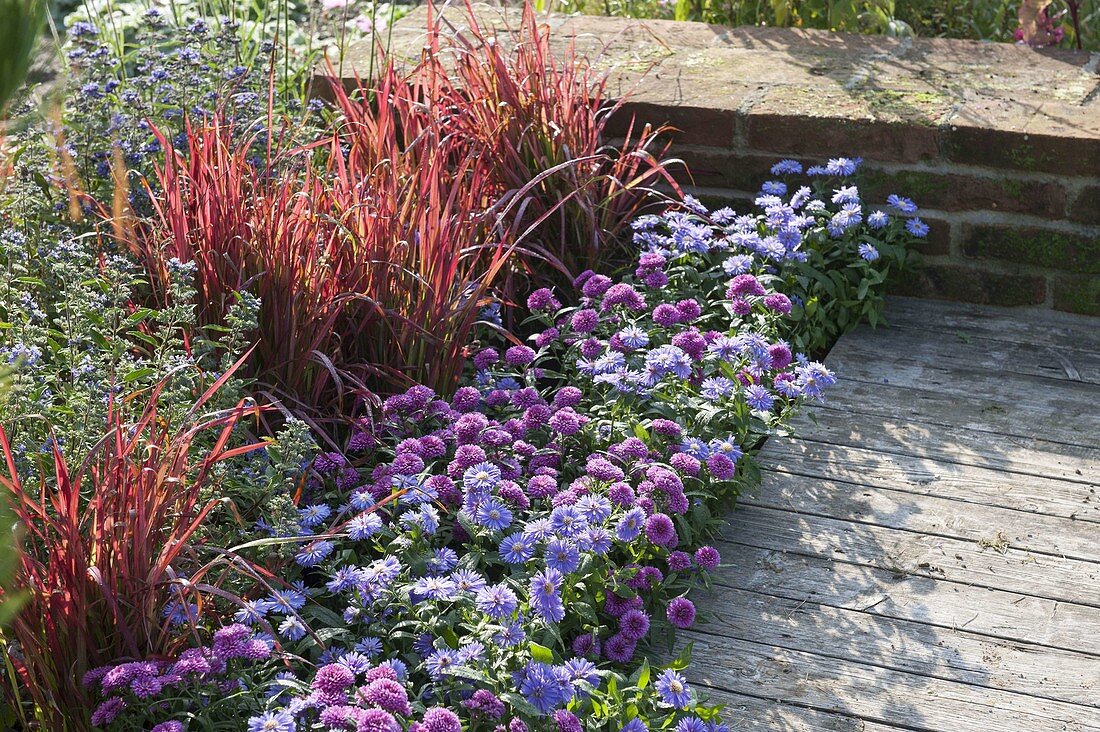 Autumn terrace bed with Aster dumosus (cushion asters), Imperata