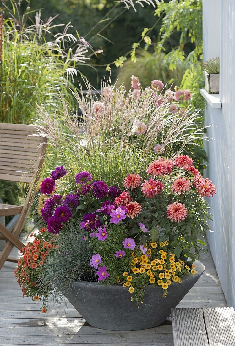 Gray bowl with dahlia, Cosmos