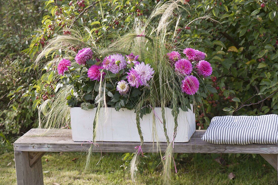 Weisser Holz-Kasten mit Dahlia (Dahlien) und Stipa (Haargras)