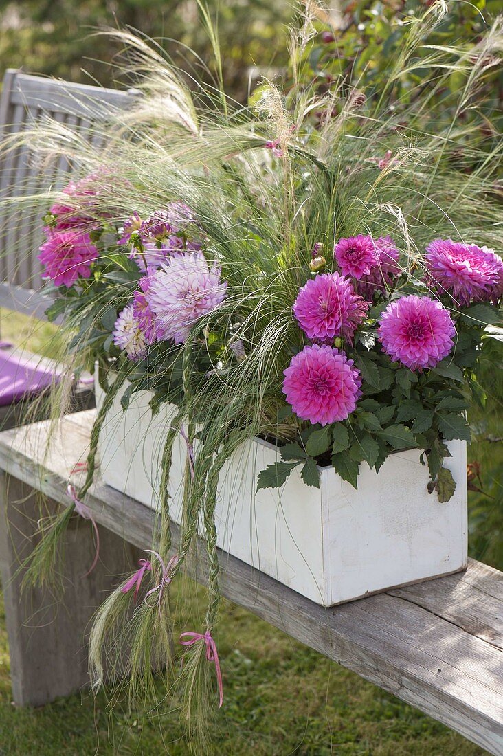 White wooden box with Dahlia (dahlias) and Stipa (hair grass)