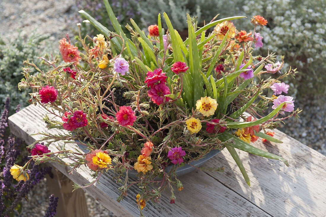 Portulaca 'Margarita' (Portulakröschen) mit Aloe vera barbadensis 'Sweet Aloe'