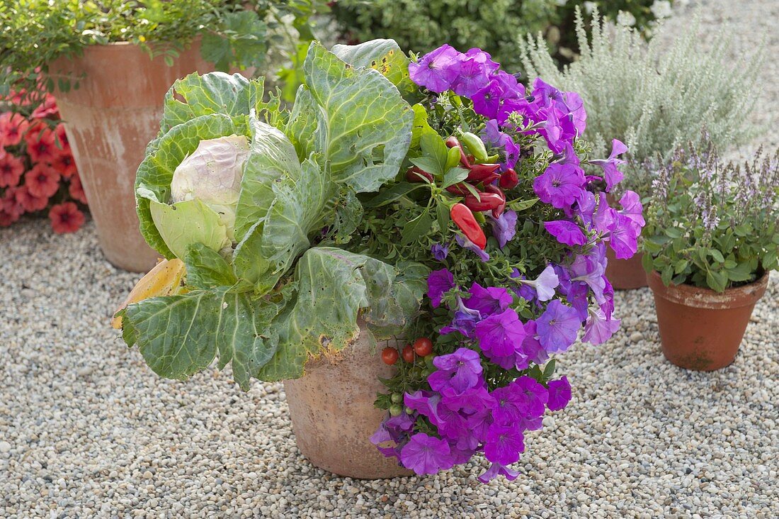 Terracotta tubs with vegetables and balcony flowers: White cabbage, White cabbage