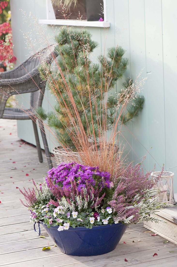 Blaue emaillierte Schüssel mit Herbstbepflanzung: Aster dumosus