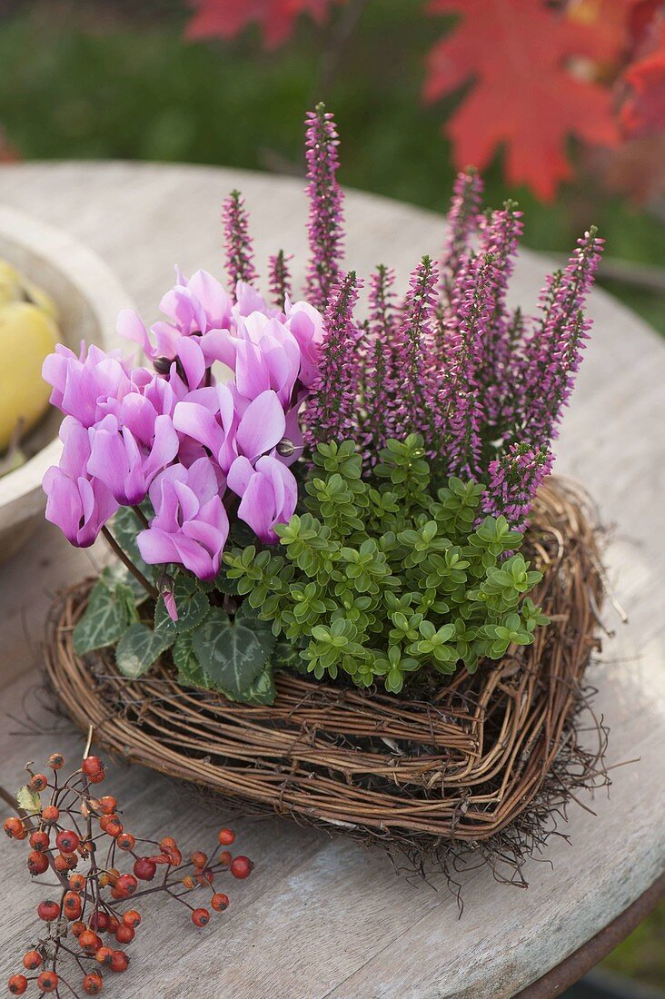 Herz aus Muehlenbeckia (Drahtwein) bepflanzt mit Cyclamen (Alpenveilchen)