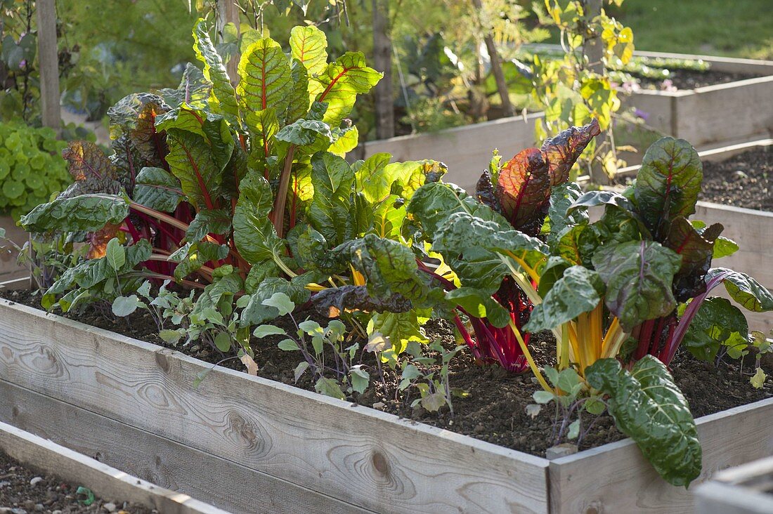 Raised beds with vegetables and herbs