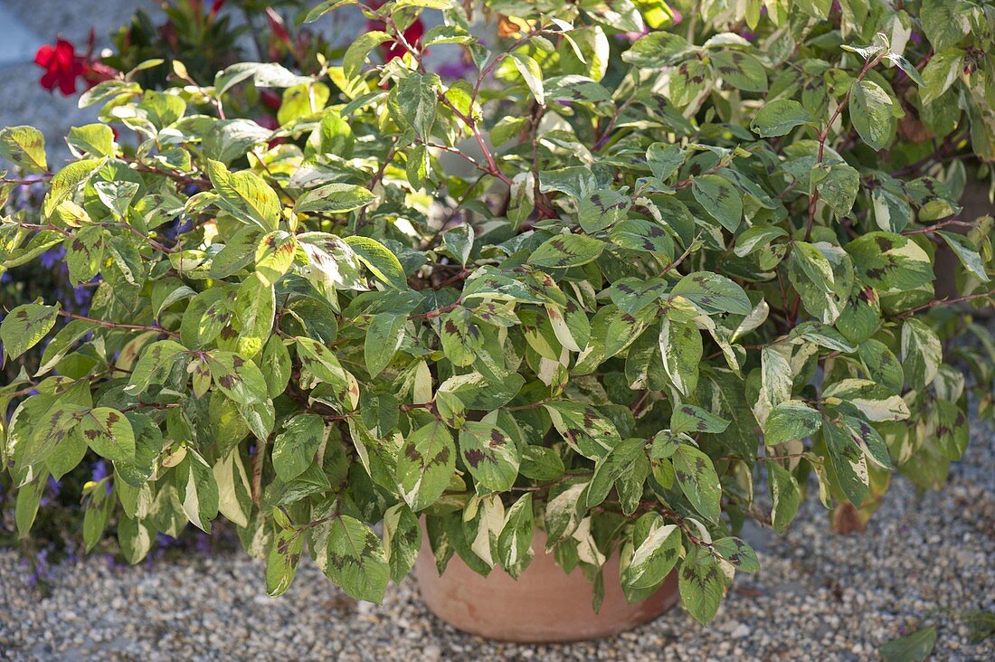 Polygonum filiforme 'Painter's Palette' (Variegated Thread Knotweed)