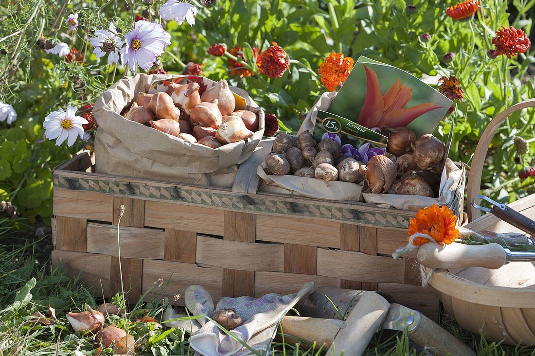 Spacer basket with flower bulbs for autumn planting