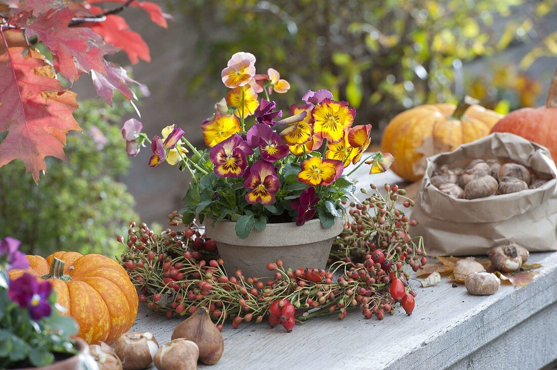 Clay pot with Viola cornuta (Horned violet) in rosehip wreath, pumpkins
