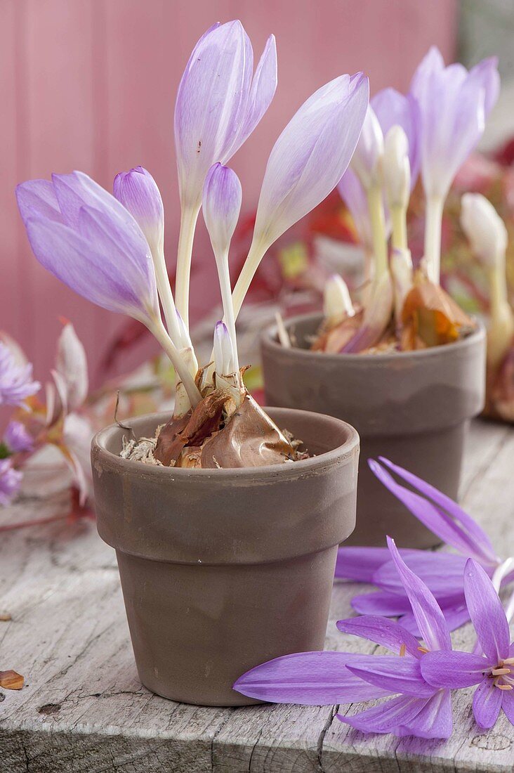 Flowering Colchicum autumnale (Autumn crocus) in pots with sand