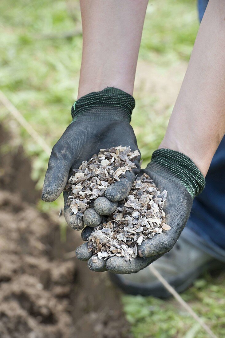 Planting prairie beds with annual summer flowers