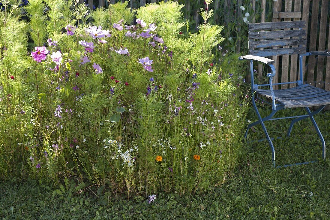 Create round bed with Veitshöchheim summer flower mixture