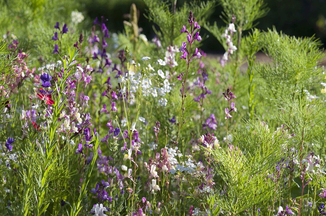 Create round bed with Veitshöchheim summer flower mixture