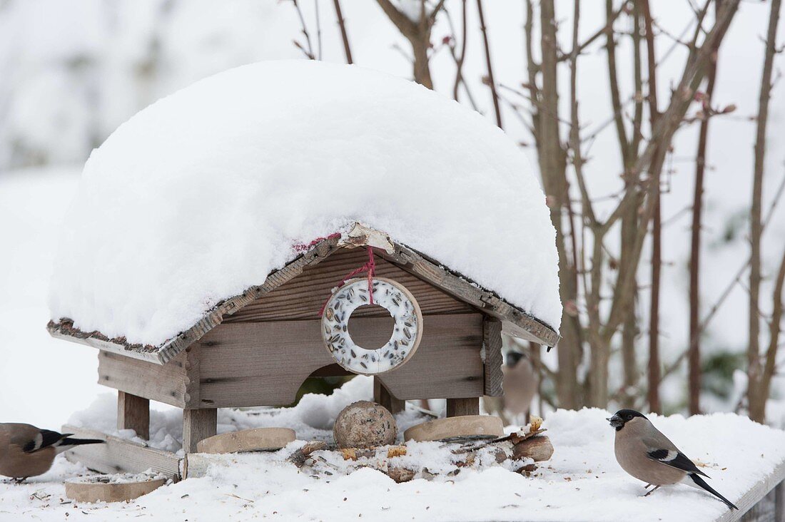 Snowy feeder with tit ring