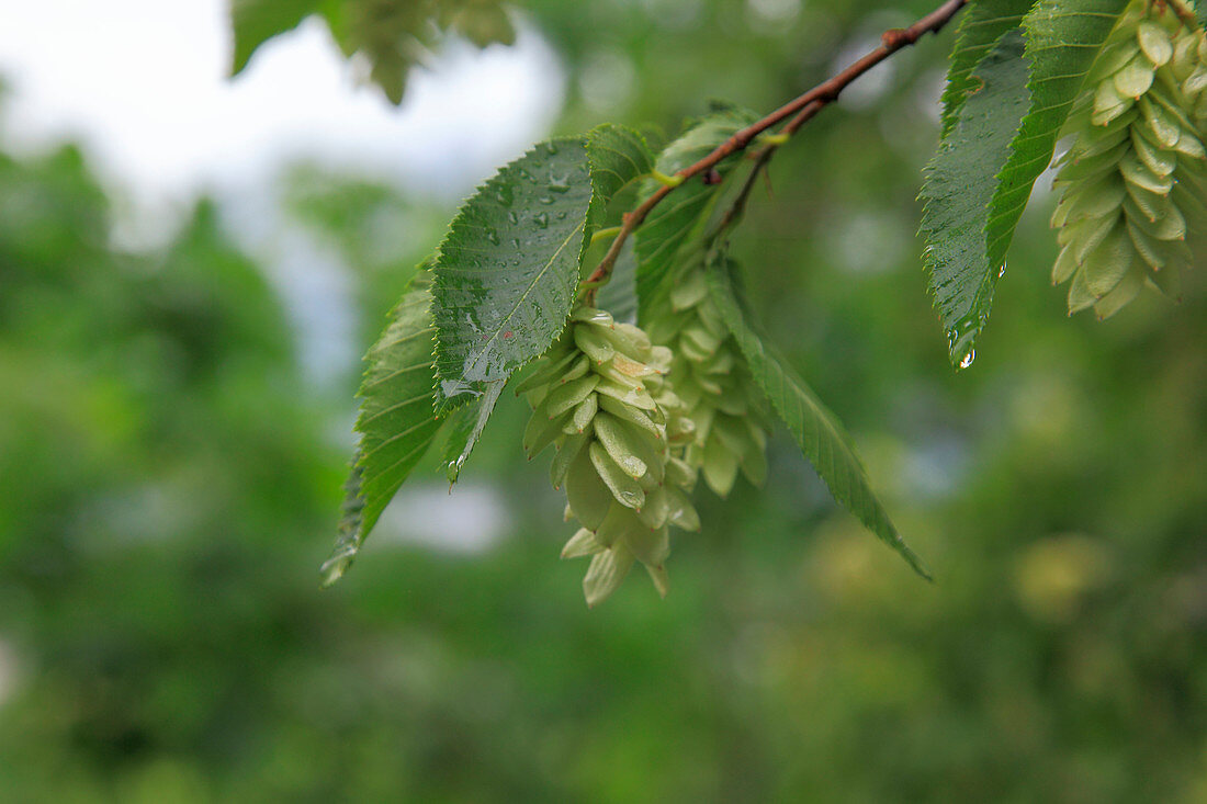 Branch with blossoms of hornbeam