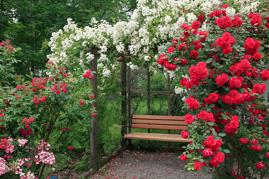 Wooden pergola as arbour with bench, overgrown with red and white roses